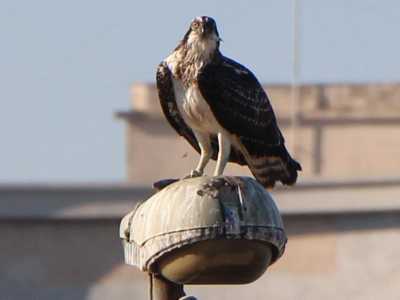 Birdwatching nell'ansa di Marisabella